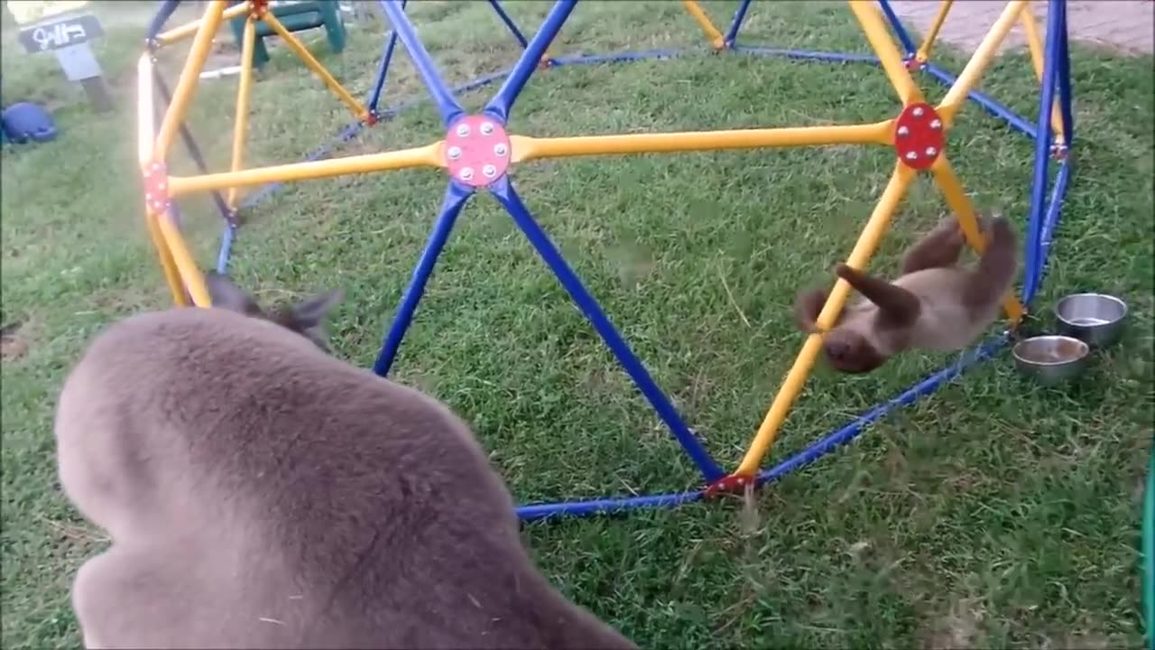 Animal funny moments