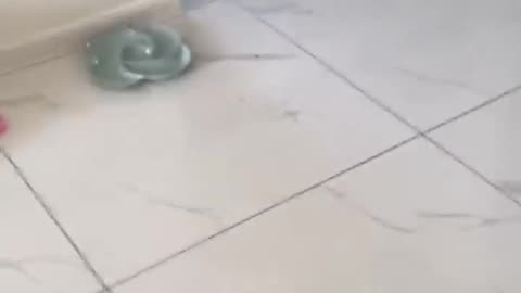 Cat funny videos