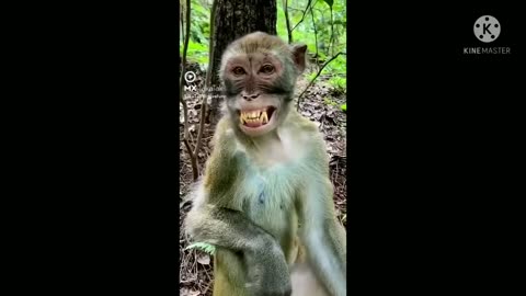 Funy monkey....