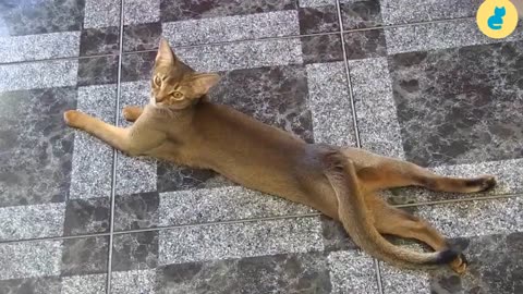 Abyssinian Cat 101 - Breed & Personality