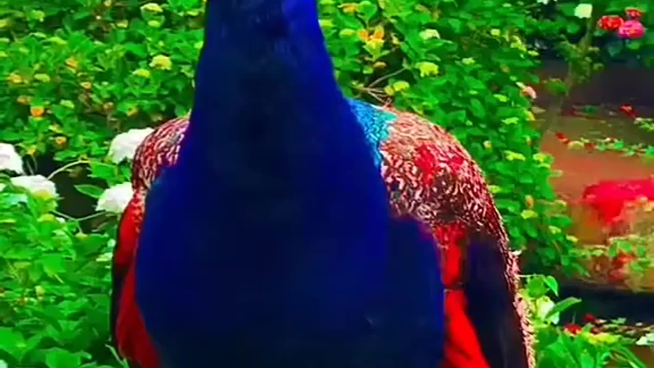 beautiful birds