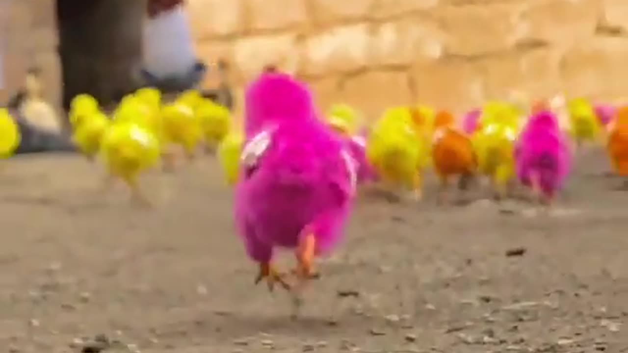 Slow Motion Running Chicks