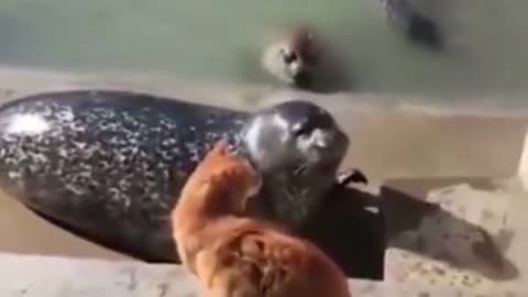 News Break: Cat Videos