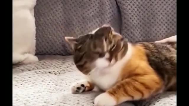Animals are so funny!