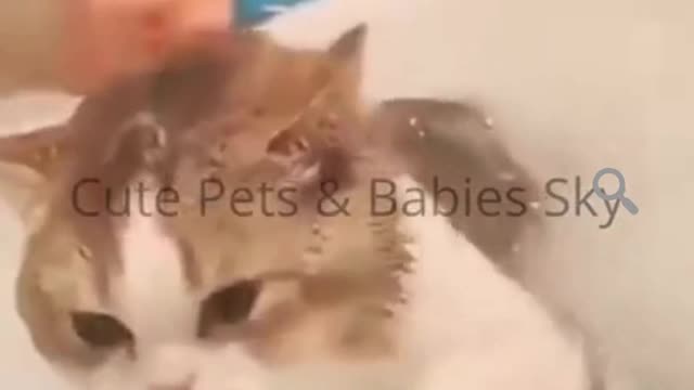 Cute cat playing with water in bathroom