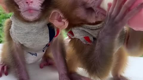 Cặp đôi khỉ này con quá nhỏ và được bú bình !