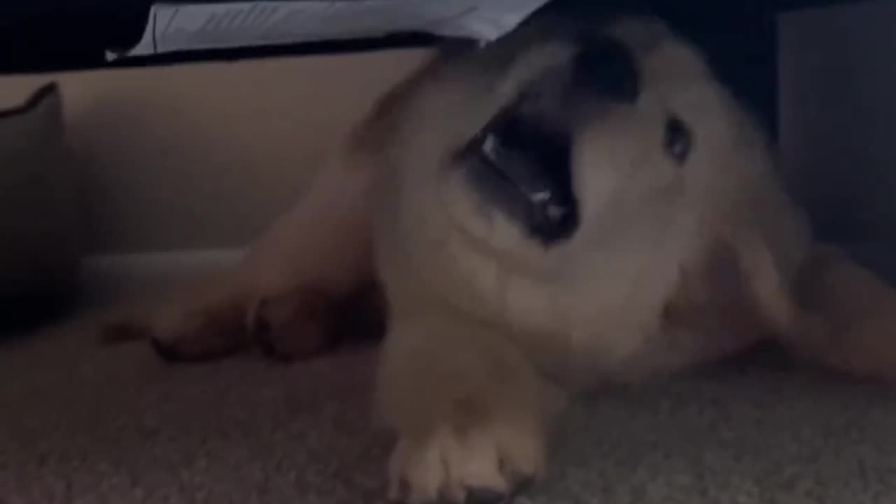 Funny Dog