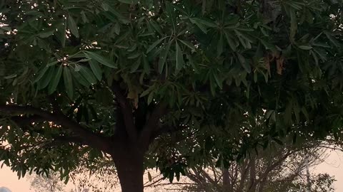 Enjoying ChickenSpin Rolls Srreet Food