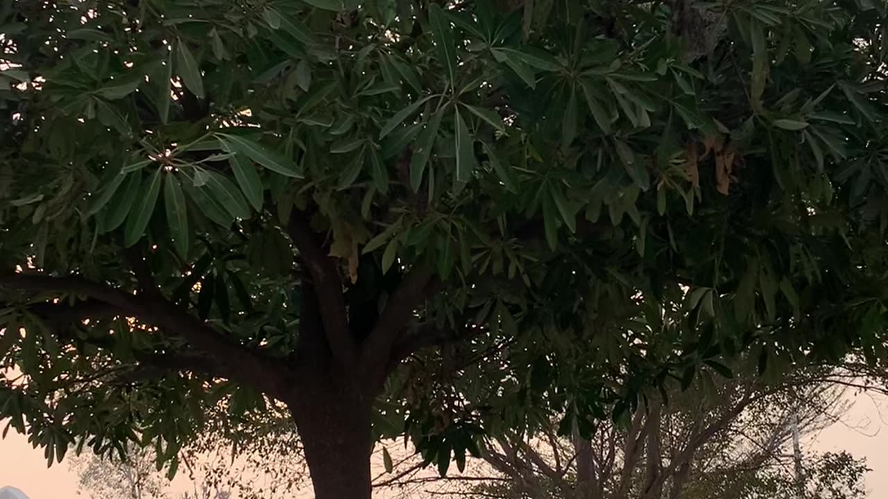 Enjoying ChickenSpin Rolls Srreet Food