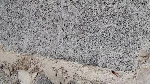 Lizard Stuck in Wall