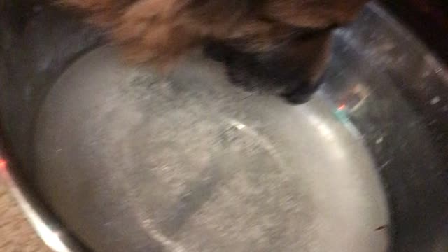 Dog attempts to drink frozen water bowl