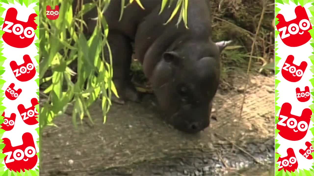 Cute Baby Hippo Takes First Swim