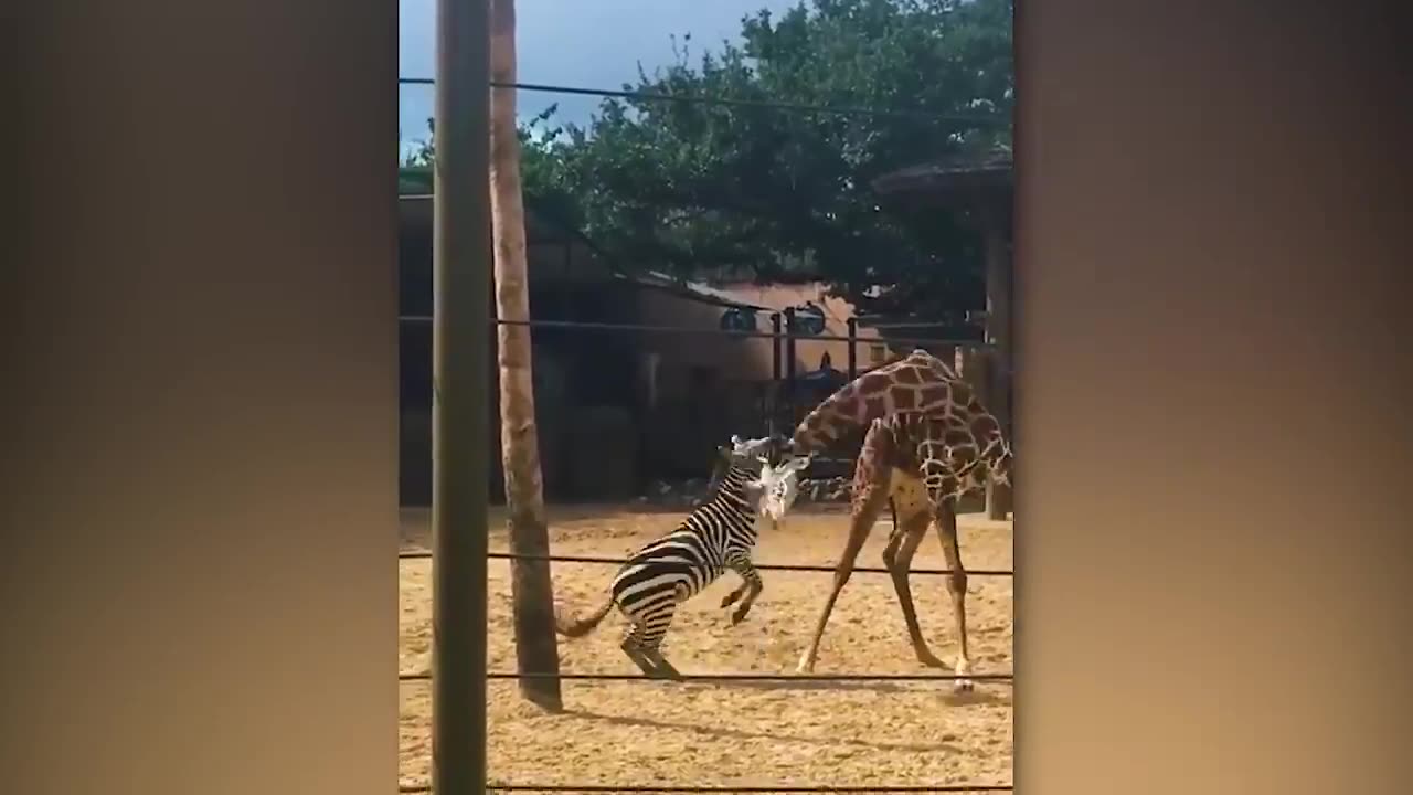 craziest animal fight scenes