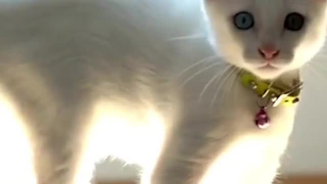 How to tell if cat is playing or figthing