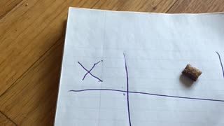 Tik-Tac-Toe with My Cat Teddy