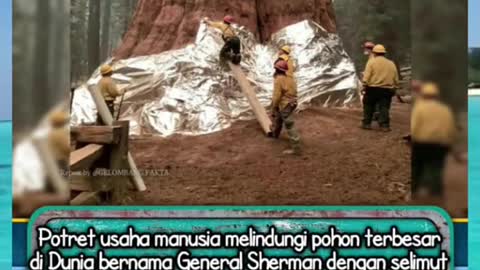 Potret Usaha Manusia Lindungi Pohon Besar