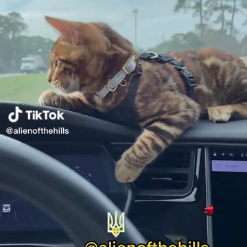 ЕДИН ЩАСТЛИВ КОТАРАК