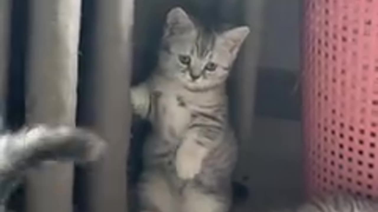 Funny cat