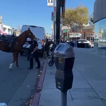 Dog off leash running around Melrose attacks an LAPD Mounted unit horse