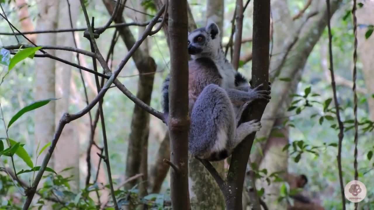 Amazing Lemur HD videos - HD wild life videos