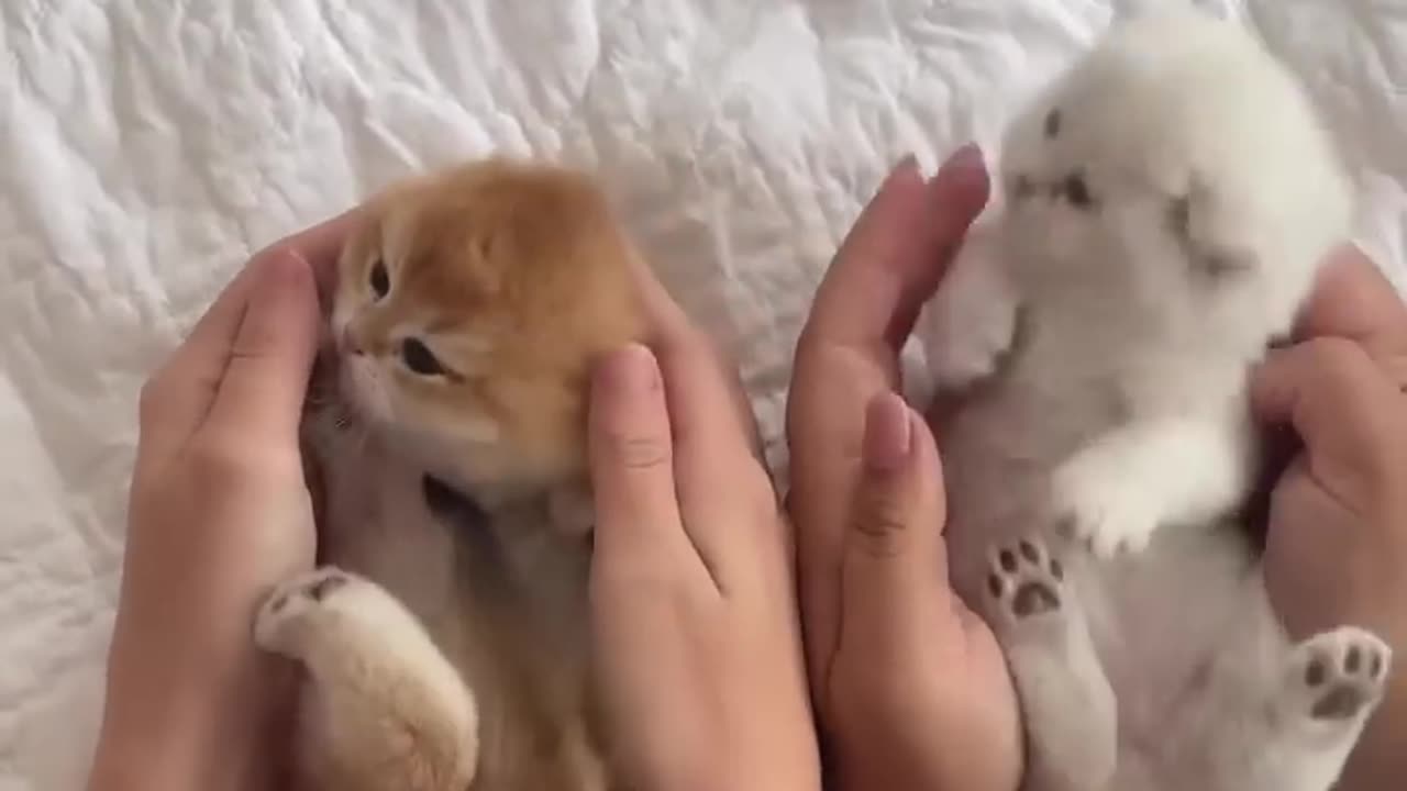 TWO SURPRISES FOR YOU - CUTE KITTENS!