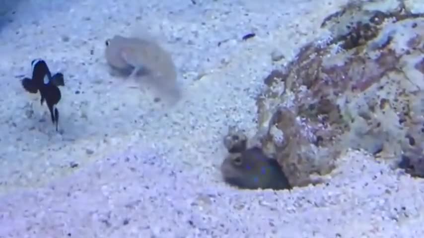 Fishes Spit Sand Fighting Each Other