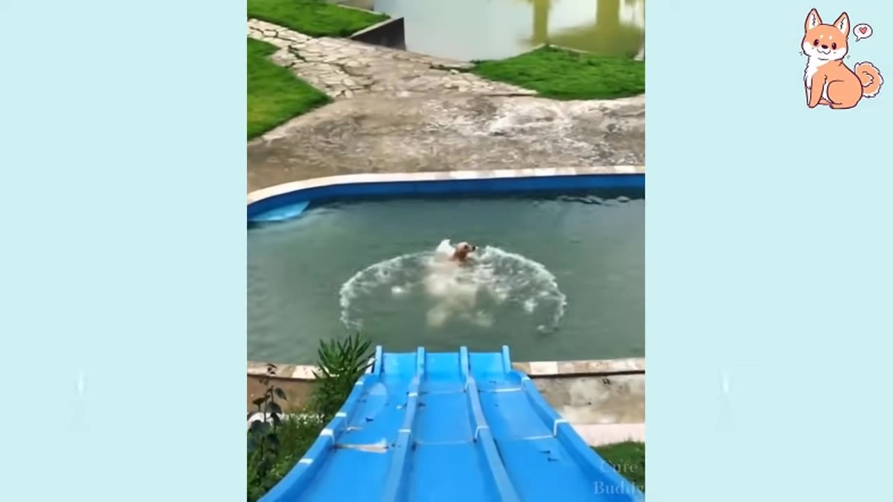 You will laugh at all the DOGS 🤣 Funny DOG Videos 😂🐶