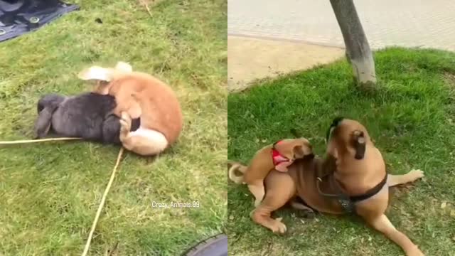 Rabbit and dog mating