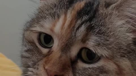 Frustrating dinner! 😾🍽️ #FunnyCatVideo #Catsmeow