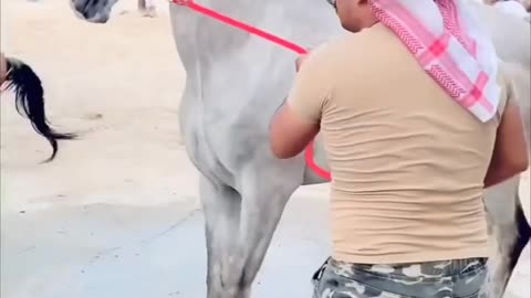 horse vs. horse