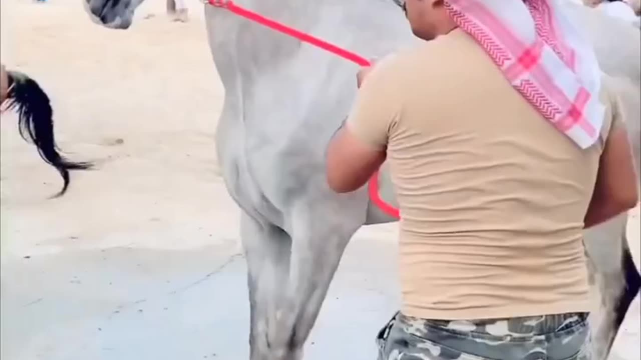 horse vs. horse