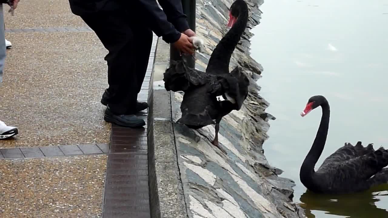 Baby Black Swan 2