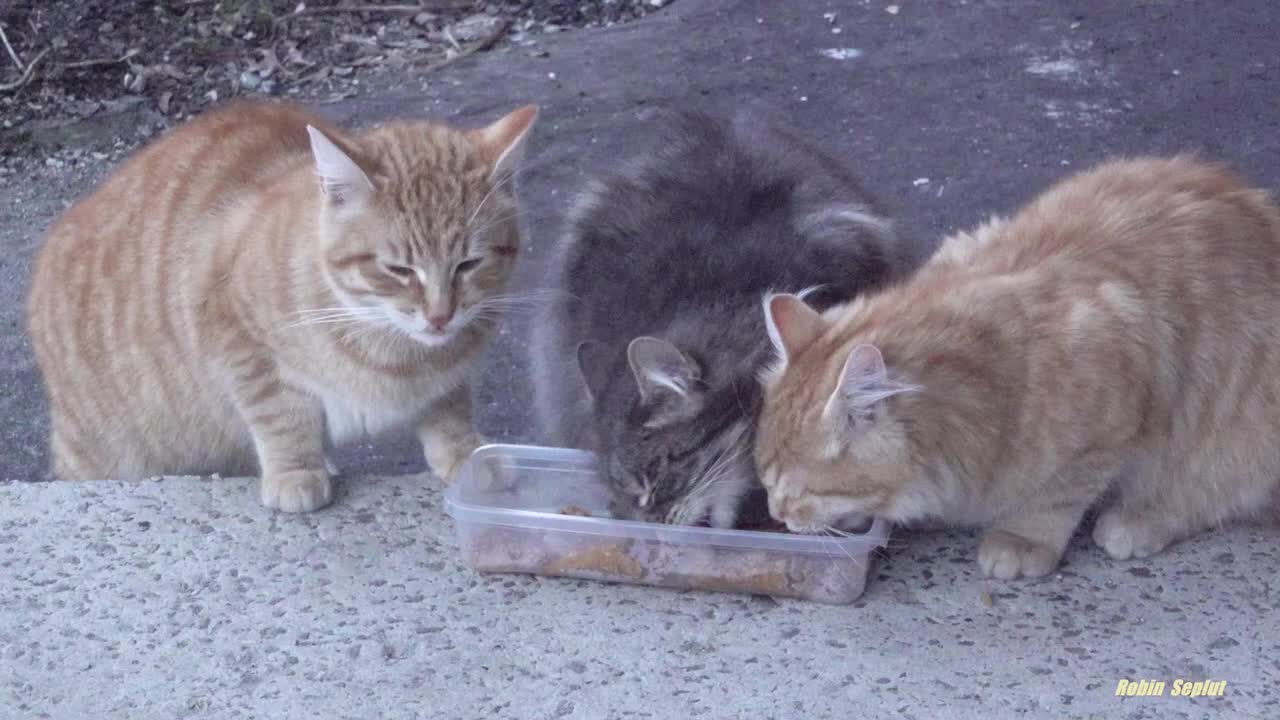 Pregnant mother cat with ginger kittens