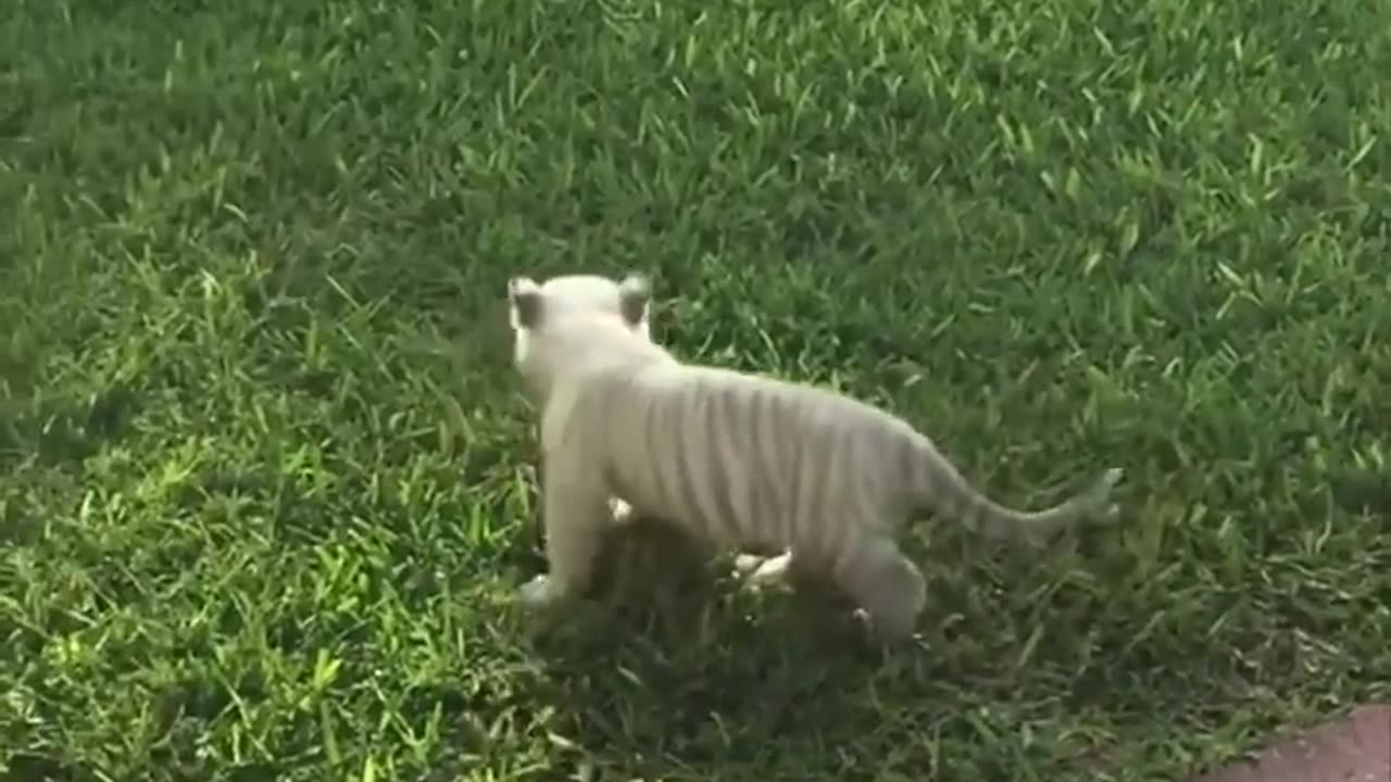 When you have to take your baby tiger outside 😂