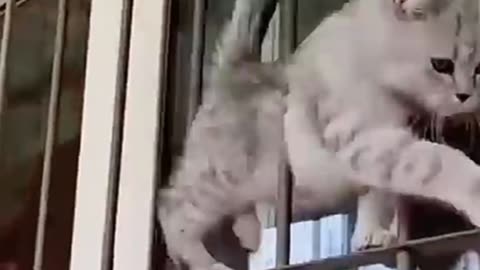 Funny cat video