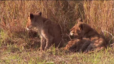 Brutal Lion Showdown | The Lion Tree