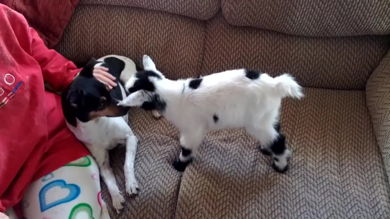 Cute Little Baby Pygmy Goat Sitting on the Couch