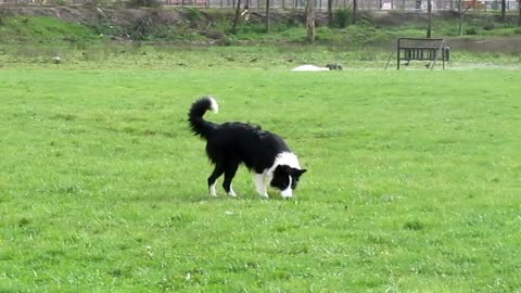 Kiara Border Collie corriendo