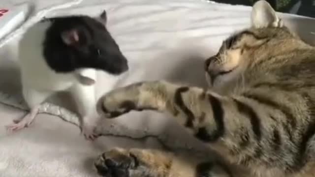 Mouse & Cat funniest video ❤️