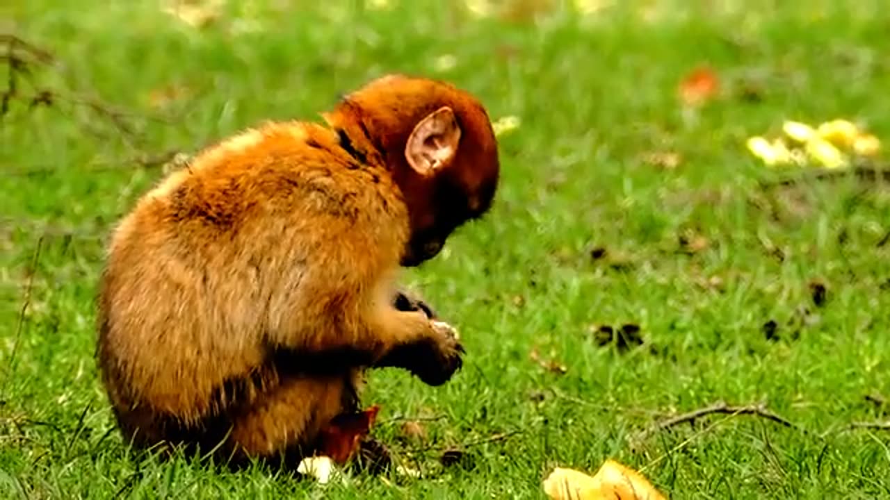 Cute Monkey Family Scene in the Wild Mealtime Edition|😟🤢|Video 2023|🤠