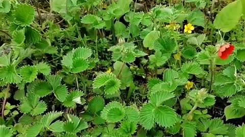 Pahadi song bk samant #lucky Panwar pahadi #uttarakandi #video