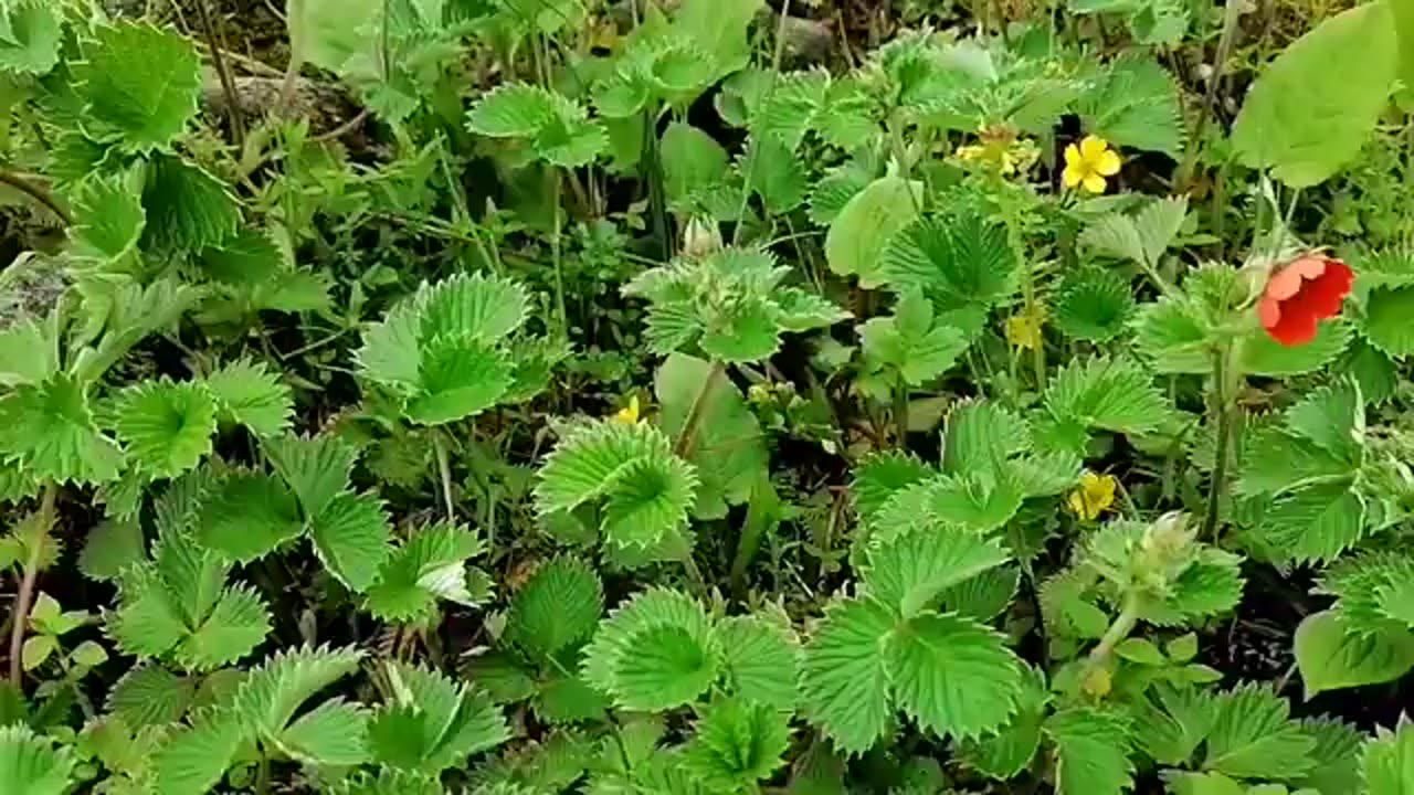 Pahadi song bk samant #lucky Panwar pahadi #uttarakandi #video