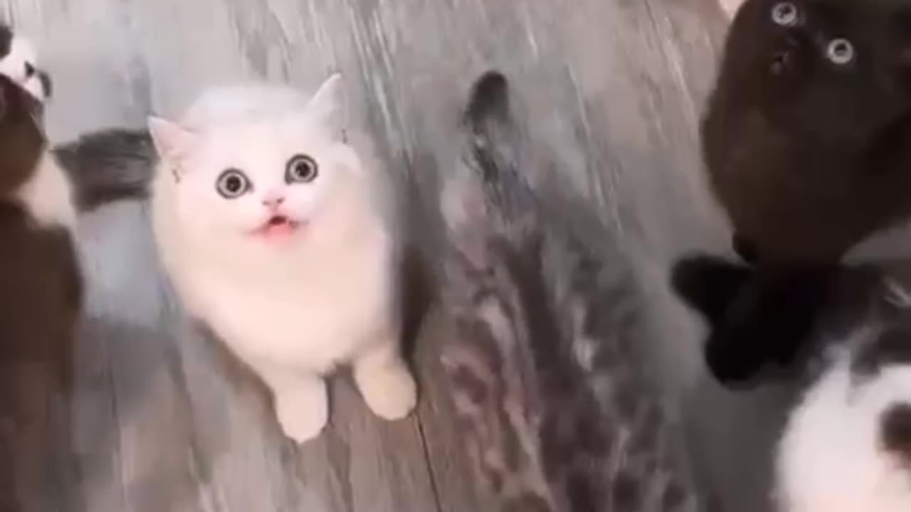 Cute cats