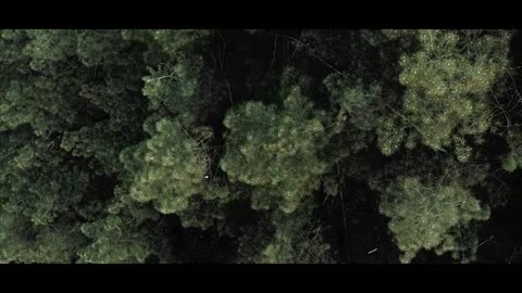 The Forest _ Cinematic Drone Footage_4