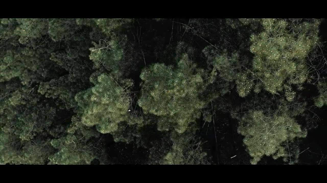 The Forest _ Cinematic Drone Footage_4