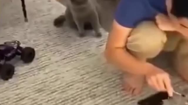 Cat & Dog Playing in Swimming Pool