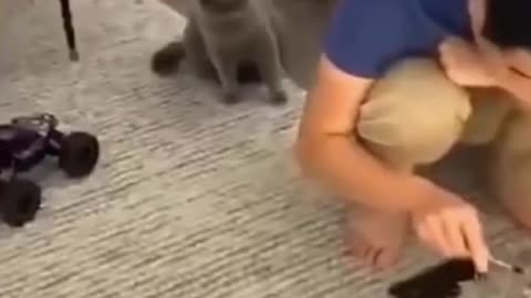 Cat & Dog Playing in Swimming Pool