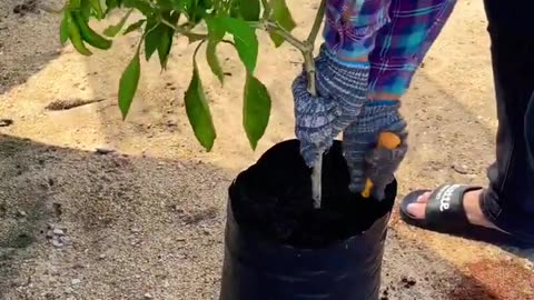 Cara membuang pokok cili fertigasi dalam polibag 🌶