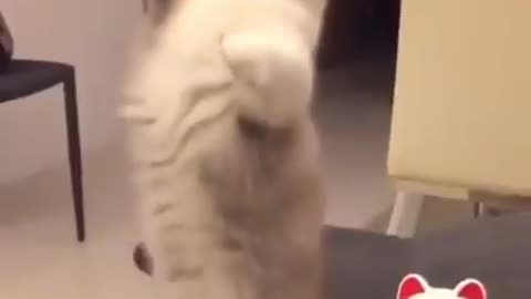 most talented and smart cat in the world