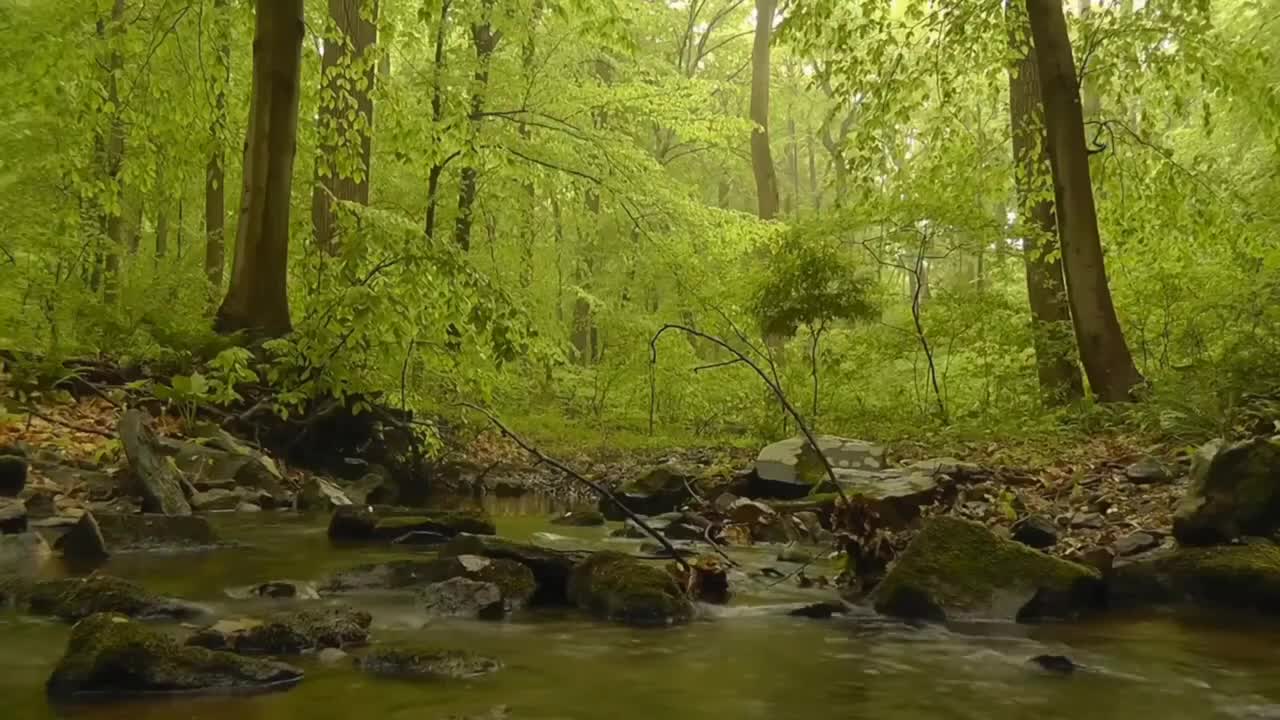 Relaxing Music | Sleeping, Meditation, Stress Relief | [1211] ⭐️